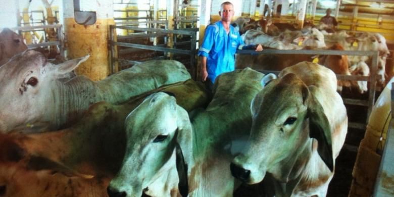 Sekitar 1000 sapi indukan dari Australia ini siap dikembangbiakkan untuk menghasilkan sapi bergenetik wagyu. 