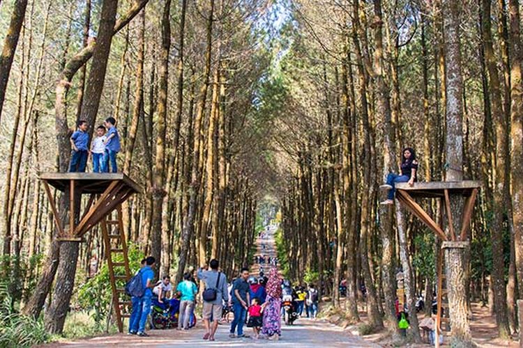 Spot foto di Pinusan Kragilan berlatar belakang jalan dan barisan hutan pinus.