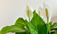 6 Penyebab Daun Tanaman Peace Lily Menghitam dan Cara Memperbaikinya