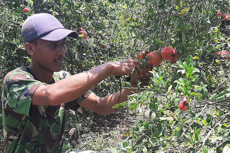 Iwan Purwanto beraktivitas di kebun delima milik keluarganya di Dusun Merak, dalam Taman Nasional (TN) Baluran, Desa Sumberwaru, Kecamatan Banyuputih, Kabupaten Situbondo, Jawa Timur, Senin (24/10/2022).
