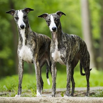 Ilustrasi anjing Whippet.