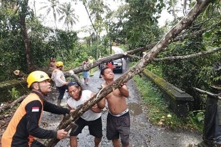 Sejumlah warga menangani bencana pohon tumbang yang terjadi di Kabupaten Karangasem akibat cuaca ekstrem sejak Rabu (10/9/2025).