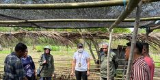 Mitigasi Dampak Perubahan Iklim, Kementan Salurkan Bantuan Benih Kopi ke Pekebun Maluku Tenggara