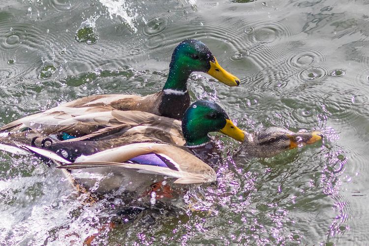 Punya Penis Berbentuk Spiral Bagaimana Bebek Kawin Halaman All Kompas Com