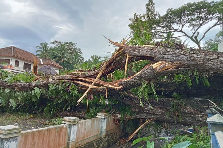 Pohon berukuran besar di Muncul Kabupaten Semarang tumbang karena hujan deras.