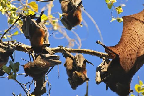 Ilmuwan Pernah Teliti Virus Kelelawar di Sulawesi, Ini Temuannya