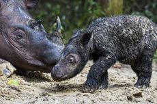 Bayi Badak Sumatera Lahir, Kenapa Masa Kehamilan Badak Bisa Sangat Lama?