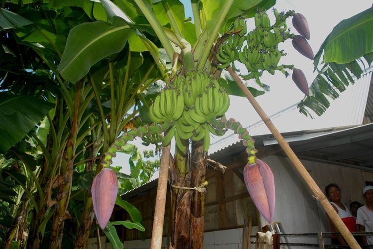 Warga menyaksikan keunikan tanaman pisang milik Wiyono (57), petani asal Desa Dempel, Kecamatan Karangrayung, Kabupaten Grobogan, Jawa Tengah yang memiliki lima tandan serta lima jantung, Selasa (24/11/2020) siang.