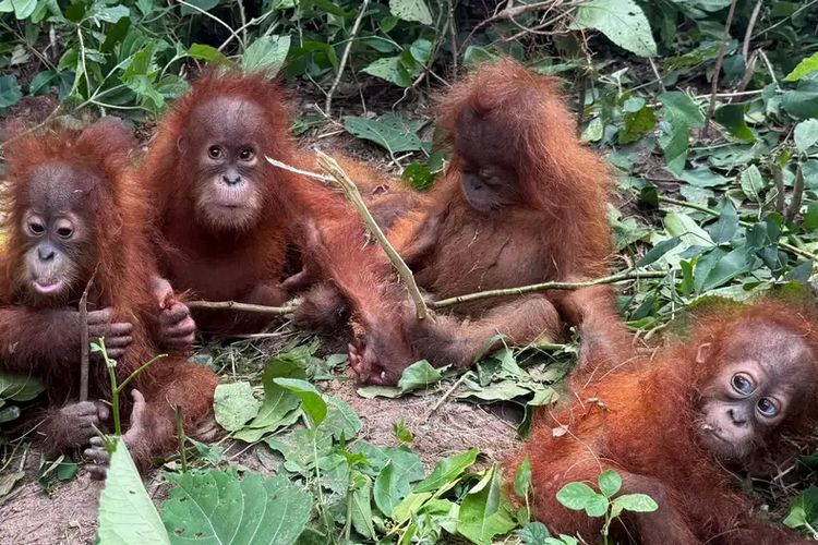 Jejak Gelap Perdagangan Satwa, Bayi Orangutan Diselundupkan ke India