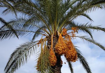 Peluang Budidaya Kurma di Indonesia: Teknologi dan Kisah Sukses