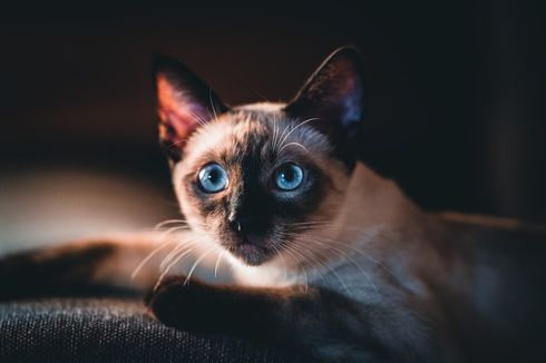 Cara Mencegah Kucing Peliharaan Membuang Kotoran di Pot Tanaman