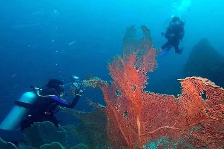 Penyelam melihat sea fans di kedalaman 25 meter di bawah laut di Tokong Dive Site, Sabang, Sabtu (11/4/2015). Sea fans (kipas laut) merupakan biota bawah laut yang paling diminati para penyelam lokal dan mancanegara di Pulau Weh.
