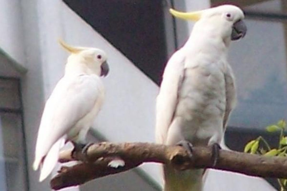 Burung kakaktua jambul kuning.