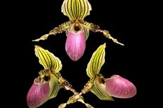 Pengamat Malaysia Kritik Usulan Indonesia Ajak Australia dan Selandia Baru di SEA Games