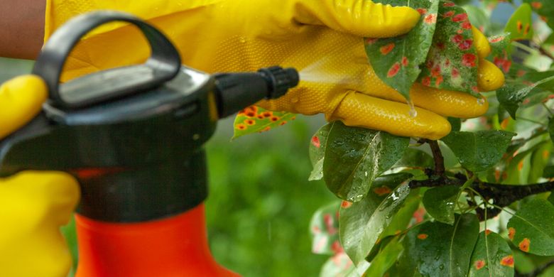 Keunggulan Fungisida Sistemik yang Perlu Diketahui