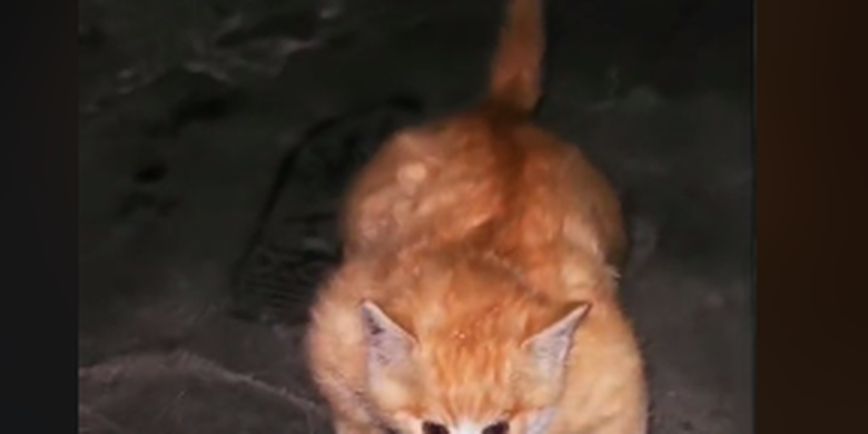 Viral, Video Kucing Kekar Berotot seperti Binaragawan, Apa Penyebabnya? Halaman all - Kompas.com