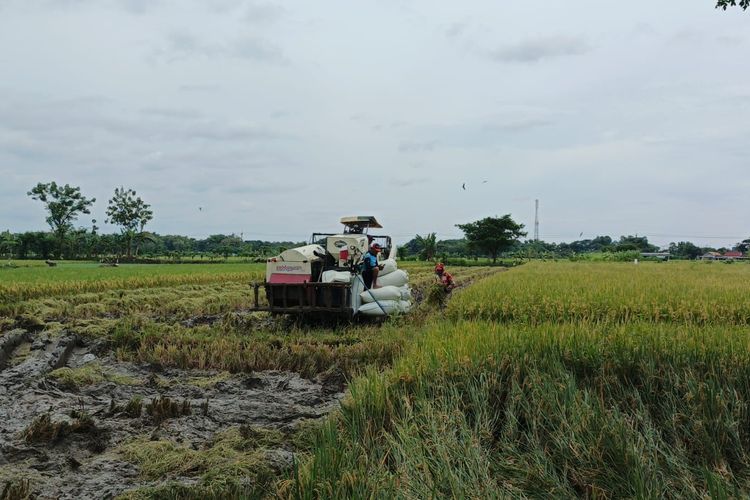Mengenal Lahan LSD, Sawah yang 
