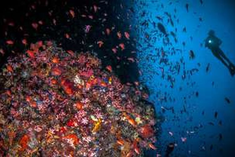 Panorama bawah laut di Raja Ampat, Papua Barat.