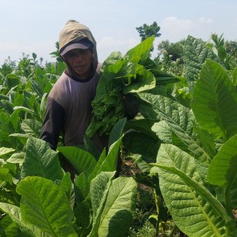 Salah satu petani tembakau di Desa Ngale, Kecamatan Pilangkenceng, Kabupaten Madiun, Jawa Timur sementara memanen daun tembakau, Rabu (30/10/2024). Namun petani mengeluhkan anjloknya harga tembakau kering lantaran terdampak musim pencaroba.