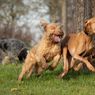Selain Potongan Tubuh Bayi Dimakan Anjing, Warga Juga Temukan Karung Berisi Popok