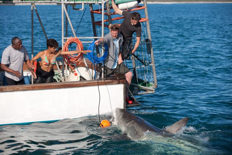 Film Dark Tide, aksi menegangkan Halle Berry berenang bersama hiu putih