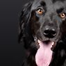 Alasan Anjing Sering Terengah-engah dan Menjulurkan Lidah
