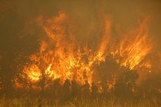 Gelombang Panas Abnormal Melanda Eropa, Spanyol dan Jerman Berjuang Atasi Kebakaran Hutan