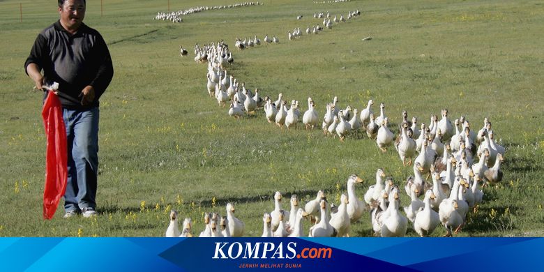 Lawan Hama Belalang Di Pakistan China Kerahkan 100 Ribu Tentara Bebek Halaman All Kompas Com