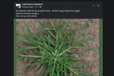 Benarkah Rumput Belulang Bisa untuk Obat Ginjal? Ini Penjelasan Dokter