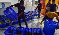 Pakai Climate Smart Shrimp, Desa di Donggala Panen Udang hingga 50 Ton