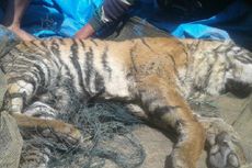 Ini 4 Penyebab Harimau Sumatera Serang Warga di Pemukiman