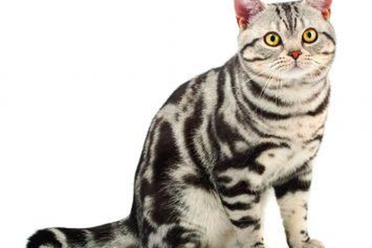 kucing american shorthairs