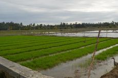 Menko Darmin Soroti Tata Kelola Bibit Pertanian di Indonesia 