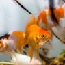 Kelas di SD Jepang Ajarkan Siswa Berhubungan dengan Ikan Sebelum Putuskan Nasibnya