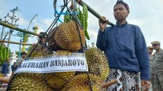 Durian dari Kulon Progo Curi Perhatian Saat Kirab HUT Sultan HB X, Penonton: Saya Mau Satu