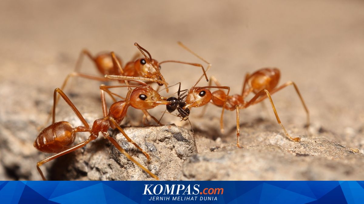 5 Cara Membasmi Semut Api dengan Cepat dan Efektif