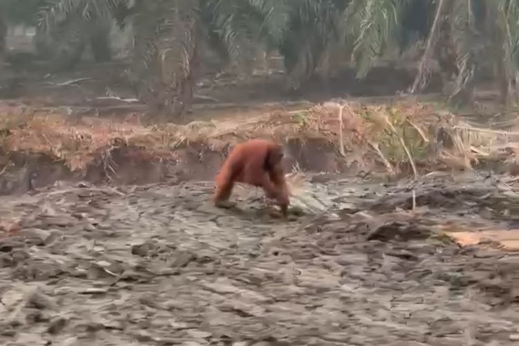 Orangutan Jalan Sendirian di Lahan Terdampak Karhutla Kotawaringin Barat, Belum Dievakuasi