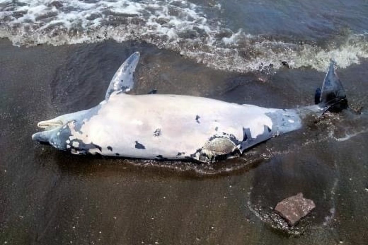 Seekor lumba-lumba ditemukan mati di Pantai Pebuahan, Desa Banyubiru, Kecamatan Negara, Kabupaten Jembrana, Bali, Kamis (16/9/2021).