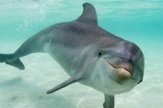 Cerdas, Lumba-lumba Ini Punya Trik Khusus Tangkap Mangsa