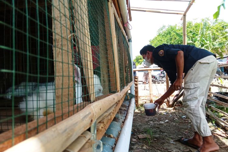 Memanfaatkan urine kelinci, kelompok pemuda di Cianjur, Jawa Barat mengolah pupuk cair organik.