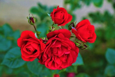Cara Merawat Tanaman Bunga Mawar agar Cepat Berbunga