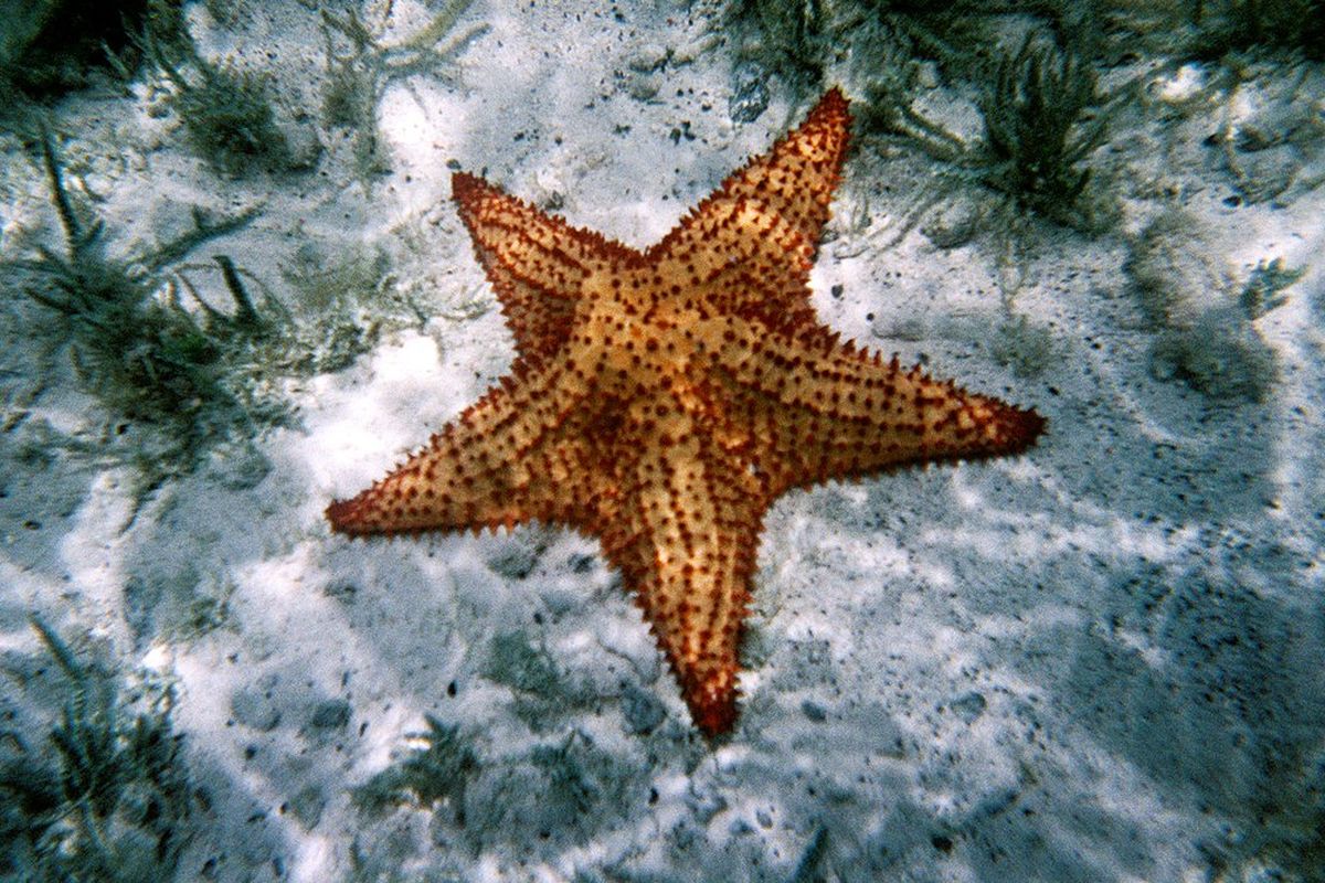 Ilustrasi bintang laut. 
