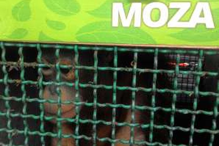 Moza, orangutan dengan usia kurang dari empat tahun, sempat tiba di negara Kuwait, awal 2015 lalu. Kasus Moza di Kuwait ini membuka tabir perdagangan galap internasional begitu mudah menggunakan transportasi pesawat dari Bandara Soekarno Hatta, sebagai jasa angkut mereka.