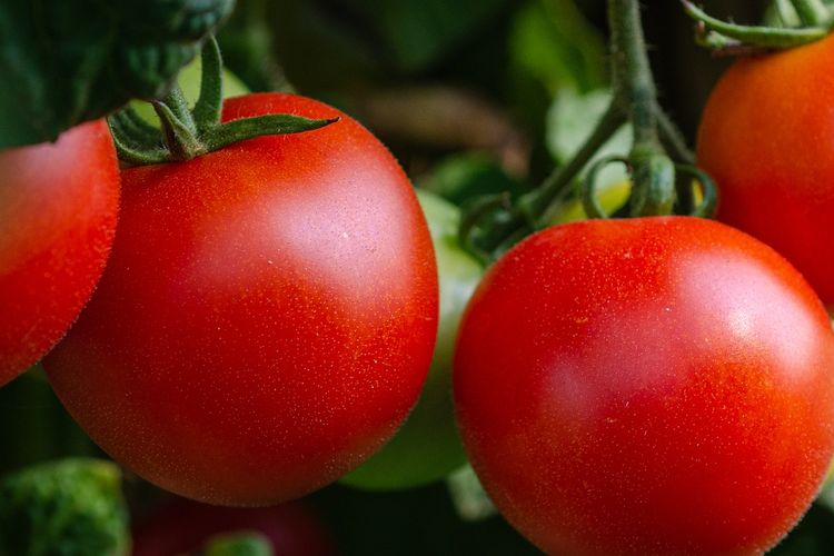 Ilustrasi tanaman tomat. 