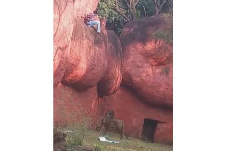 G Sai Kumar (31) berdiam di batuan besar pinggir kandang singa. Ia nekat ingin masuk kandang hewan buas itu untuk mengambil berlian yang diyakini disembunyikan di dalam kandang. Selasa (23/11/2021).