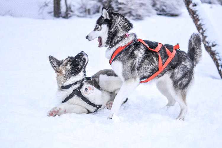 Ilustrasi anjing Siberian Husky bermain di salju.