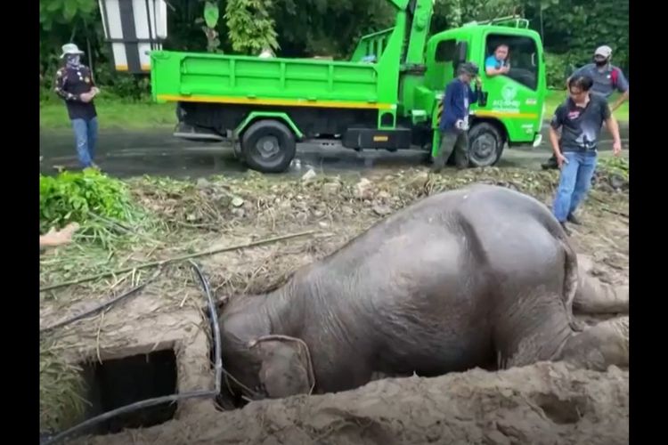 Tangkapan layar dari video anak gajah masuk lubang bersama induknya, lalu diselamatkan penduduk setempat secara dramatis.