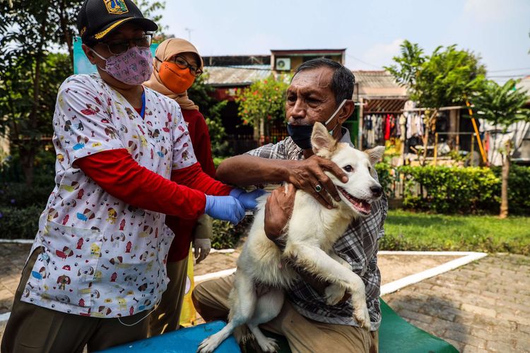 Petugas Suku Dinas Ketahanan Pangan, Kelautan, dan Pertanian Provinsi DKI Jakarta melaksanakan program vaksin rabies untuk hewan peliharaan di lingkungan perumahan kawasan Tanah Tinggi, Kecamatan Johar Baru, Jakarta Pusat, Senin (7/9/2020). Pelayanan jemput bola vaksinasi rabies ke lingkungan perumahan tersebut sebagai bentuk pelayanan untuk memastikan kesehatan hewan peliharaan warga yang berpotensi sebagai penular rabies di masa Pembatasan Sosial Berskala Besar (PSBB) transisi.