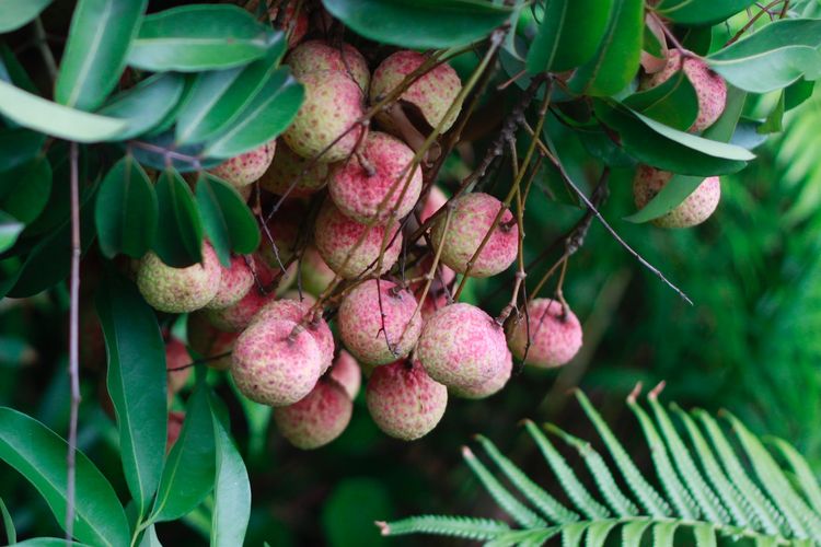 Ilustrasi buah leci, tanaman buah leci.