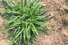 Cara Menanam Rumput Pakchong untuk Pakan Ternak